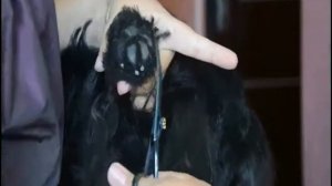 Стрижка скотч терьера часть 2 . Лапы и юбка.