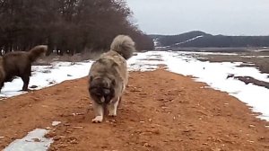 Кавказцы питомника Дон-Ратибор, зимняя прогулка