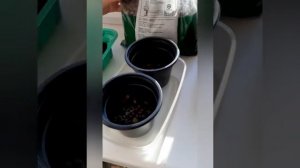 Как вырастить кумкват из семечки