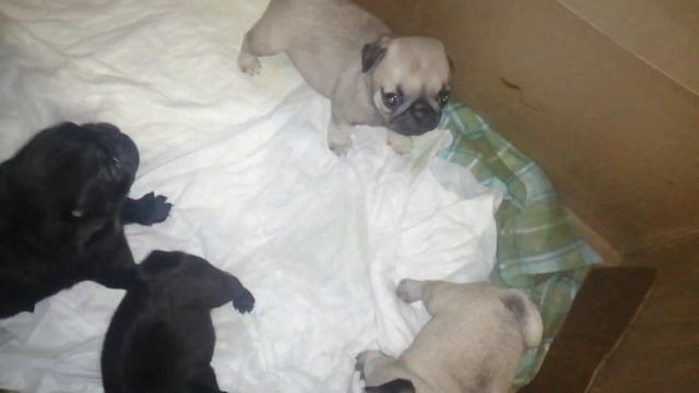 кекса детки мопсы собачки щенки. keks /children/pug dogs/dogspuppis смотреть онлайн