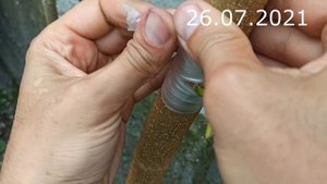 прививка шелковицы с результатом через месяц / A mulberry graft with one month later results