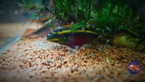 Pelvicachromis fry/ Малёк Пельвикахромиса/ Kribensis fry.