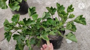 PELARGONIUM CARE: धेरै फूल प्राप्त गर्नु कुन फर्टिलाइजर प्रयोग गर्नु/Cutting कहिले र कसरी राख्नु !