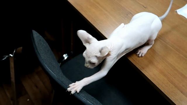 Котята канадский сфинксы питомника кошек PCA КЕН КЕЦ