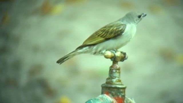 Lesser Honeyguide (Indicator minor) смотреть онлайн