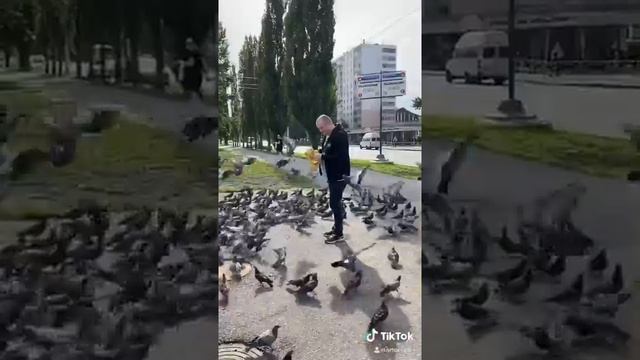 10 кг семечек голубям ? дикие уфимские голуби ? смотреть онлайн