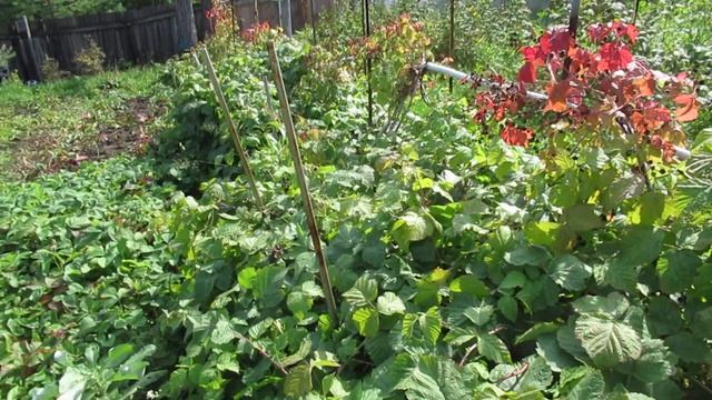 Ежевика в Сибири. Сорт Агавам. (Выращивание и уход) 3 часть. смотреть онлайн