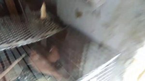 #голуби Новоалександровск