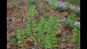 ВУДВАРДИЯ  (WOODWARDIA)  сем. Многоножковые