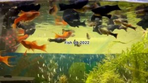 Живородки: Гуппи-Тукседо Смокинг с черно-красными хвостами;парусные,вилочковые меченосцы;моллинезии