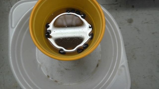 Кедровый стланик из семян. Этап 1. смотреть онлайн