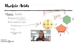 Nucleic Acids