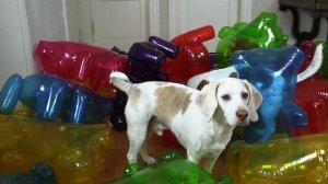 Dogs vs Giant Gummy Bear Army Prank: Funny Dogs Maymo & Potpie Surprised by Gummy Bears