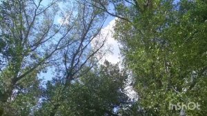 река Урал, район п. Сыртинский Челябинская обл.