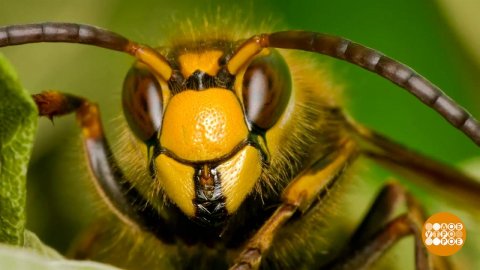 Летучие и кусачие... Доброе утро. Фрагмент выпуска от 06.06.2023