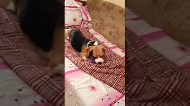 бигль Бинго глупыш смотреть онлайн