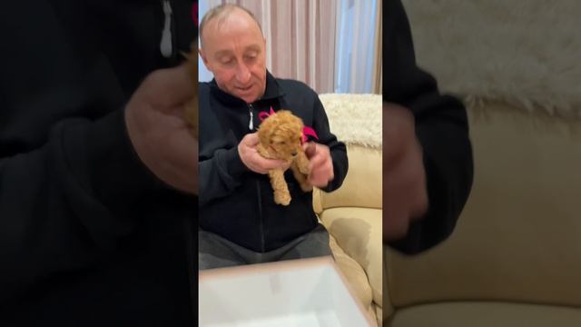 Папуля мечтал о собаке ? подарили щенка на ДР ♥️ #dogs #puppy #funnyvideo #щенок #dog #doglover