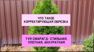 Что такое корректирующая обрезка.Туя Смарагд - стильная, плотная, аккуратная.