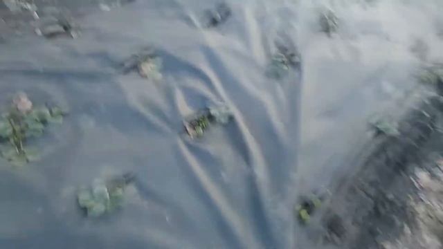 ОБРАБОТКА КЛУБНИКИ ВЕСНОЙ смотреть онлайн