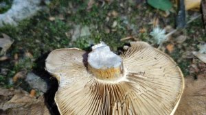 Паутинник Сизоножковый (Cortinarius glaucopus)