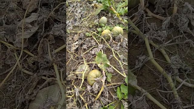 Данька Полька ??? смотреть онлайн