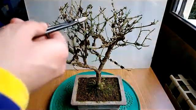 BONSAI-EUONYMUS "ALATUS" смотреть онлайн
