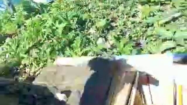 Минимальное количество пчел для мининуклеуса смотреть онлайн