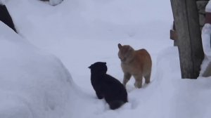 Чёрный и рыжий коты дерутся за кошку