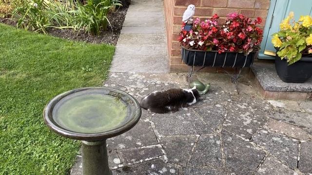 Vlog 227- Лучшие английские сады и парки, увиденные с июля по декабрь 2021 смотреть онлайн