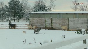 Эко ферма"Грибко"