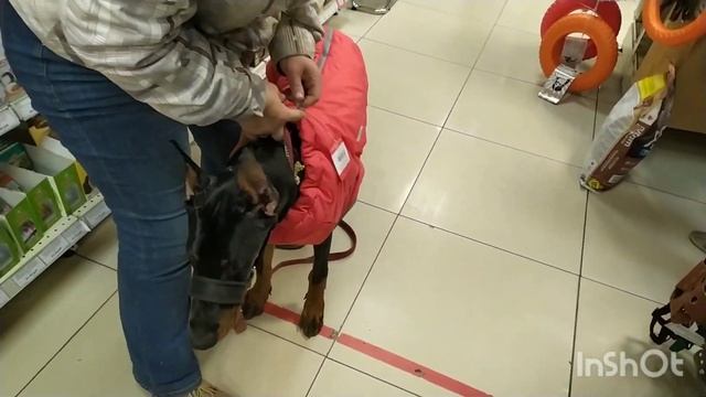 ПОКУПАЮ ОДЕЖДУ ДОБЕРМАНУ | ХОЧУ ДОБЕРМАНА смотреть онлайн