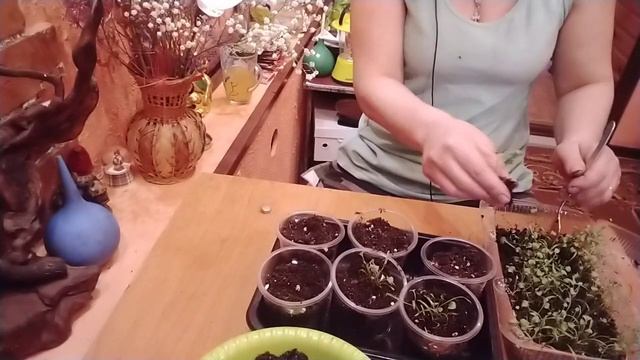 ДИХОНДРА СЕРЕБРИСТЫЙ ВОДОПАД.ПИКИРОВКА ДИХОНДРЫ.