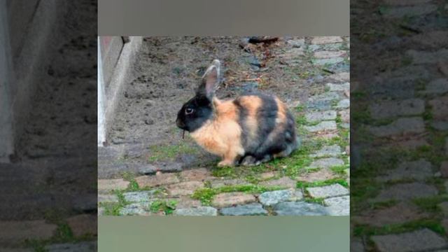 Японский Кролик (новый стиль видео)