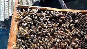 Чистопородная матка из Италии. Итальянка лигустика (Apis Mellifera Ligustica) от FABRIZIO.