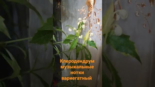 клеродендрум музыкальные нотки вариегатный. специозиссимум. хойя карноза