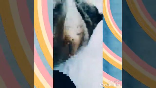 Милая собака читайте описание смотреть онлайн