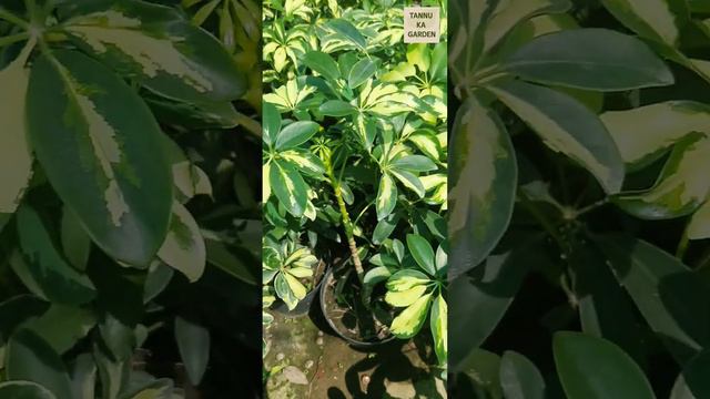 Schefflera Variegata | Umbrella Tree | Air purifier