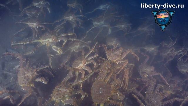 Подинг: нашествие краба