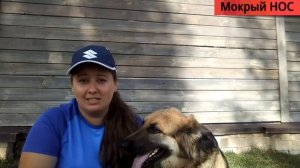 МУХИ "грызут" собачьи УШИ. Эффективное средство от мух
