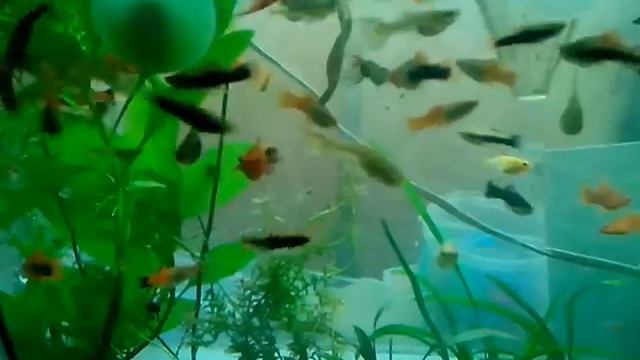 Меченосцы смотреть онлайн