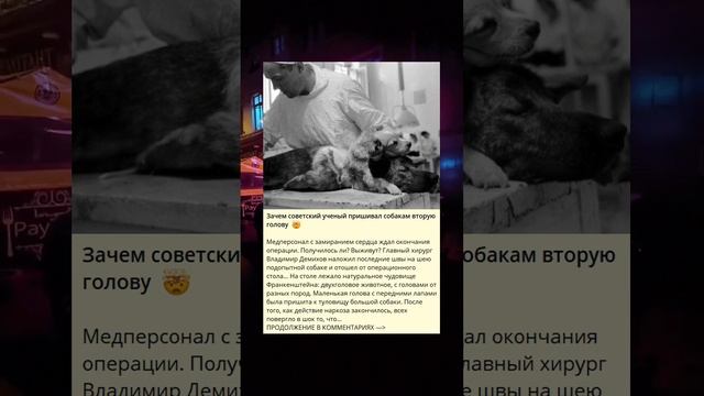 Зачем советский ученый пришивал собакам вторую голову  ?