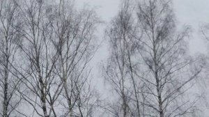 Берёза повислая/Брезата е скучна/The birch is dull   08.03.2023  #лесопарк #деревья #берёзы