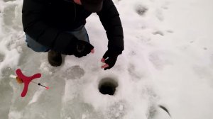 Р.Д. Юрлово. Поимки рыбки. 22.12.2023