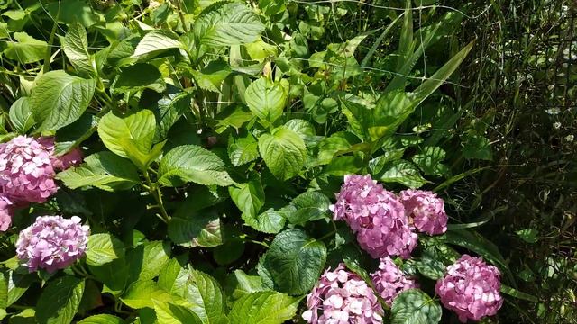 Как цветёт гортензия./How hydrangea blooms.