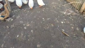 Мускусная утка начала нестись!!!