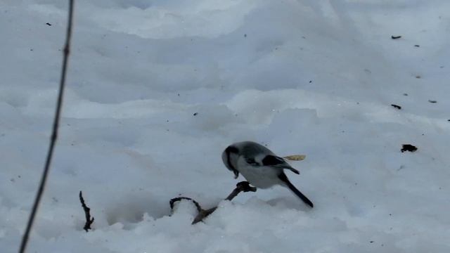Синица белая Лазоревка зимой
