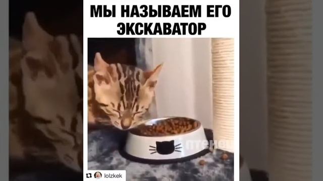 Кот и его большой рот! 😂🐱