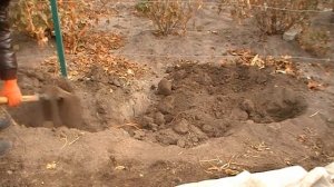 Как укрыть виноград на зиму. Второй год (2 год). Двухлетний виноград