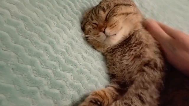 и не что у кота не болит особенно голова. смотреть онлайн