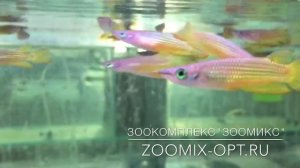 Aplocheilus lineatus Аплохейлус Линеатус золотой аквариумная рыбка